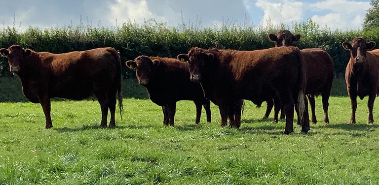 Devon Red Cattle